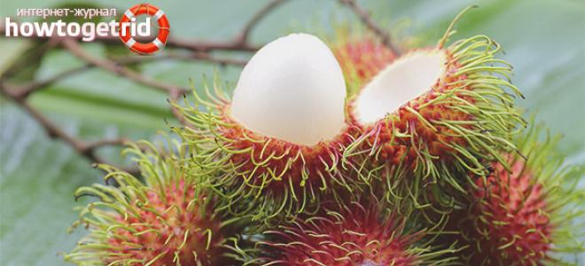 Ramboutan: caractéristiques, propriétés et conseils pour manger Dommage possible du fruit du ramboutan